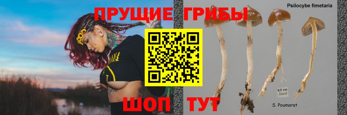 Галлюциногенные грибы Psilocybine cubensis Углич